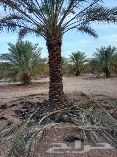يوجد لدينا جميع انواع انخيل 6