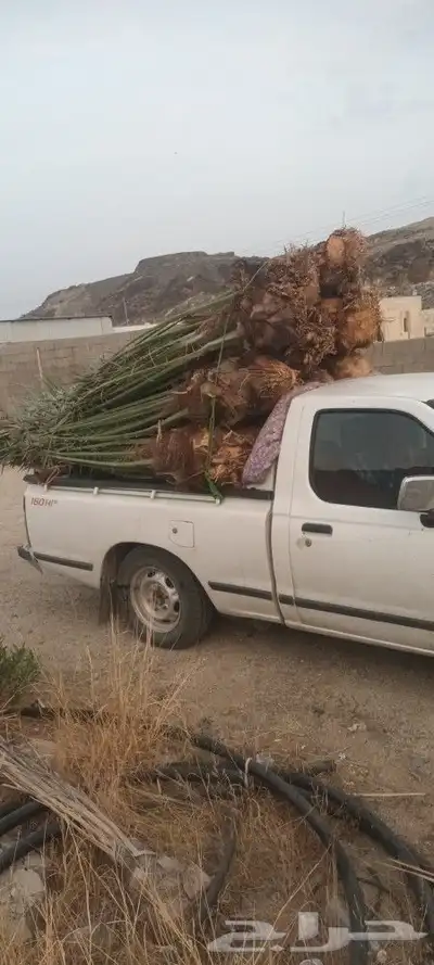 يوجد لدينا جميع انواع انخيل 1