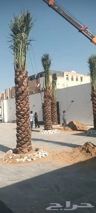 يوجد لدينا جميع انواع انخيل 8