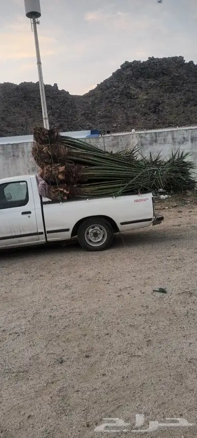 يوجد لدينا جميع انواع انخيل 2