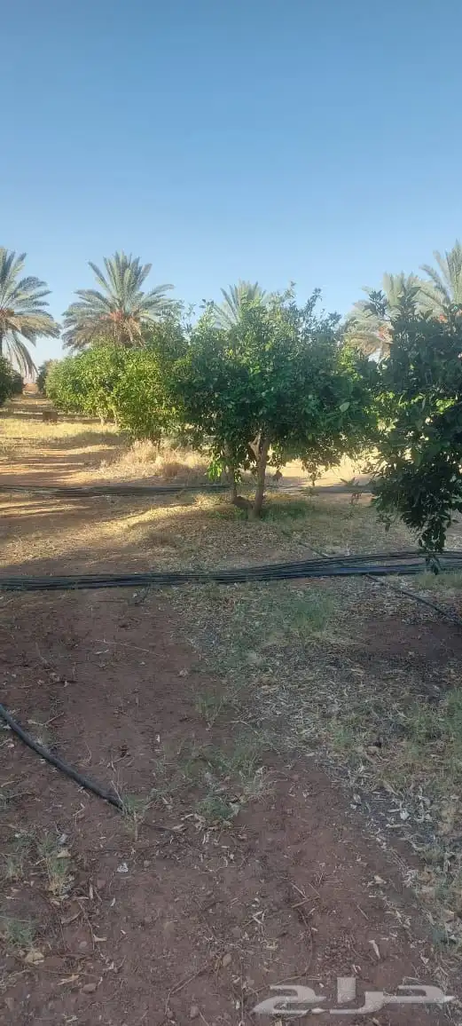 شجر زيتون   اشجار الزيتون 51