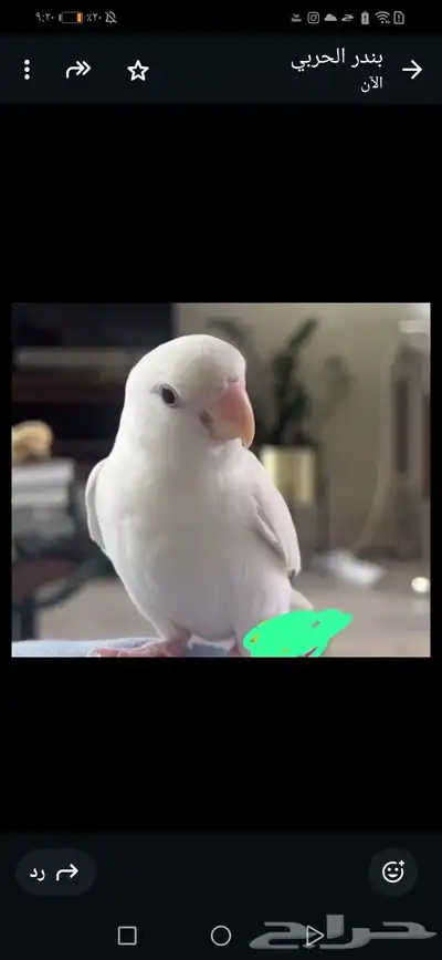 مفقود في الزاهر حاره ملقيه 0