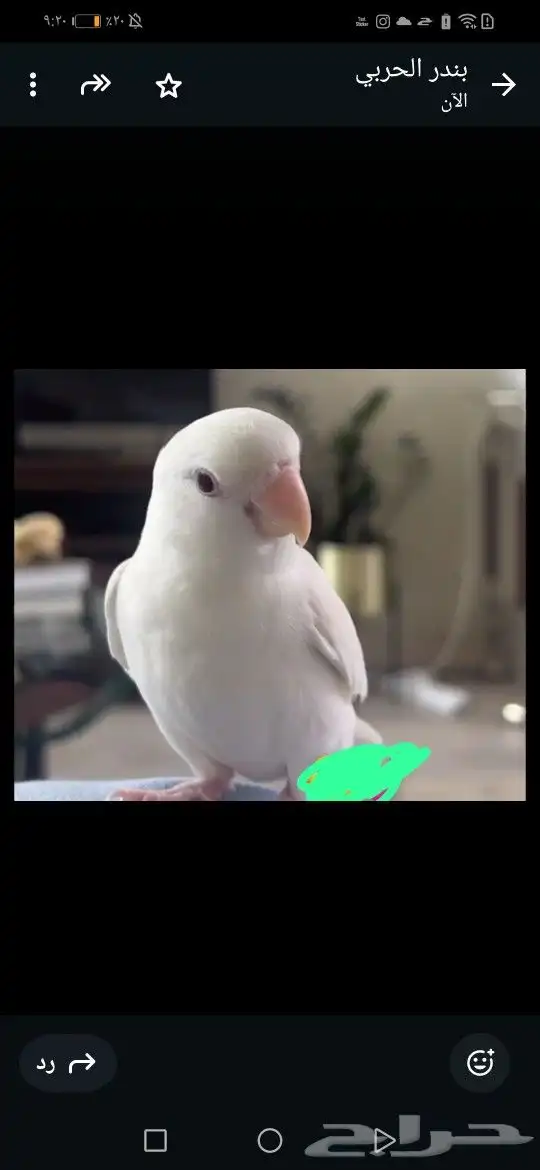 مفقود في الزاهر حاره ملقيه 0
