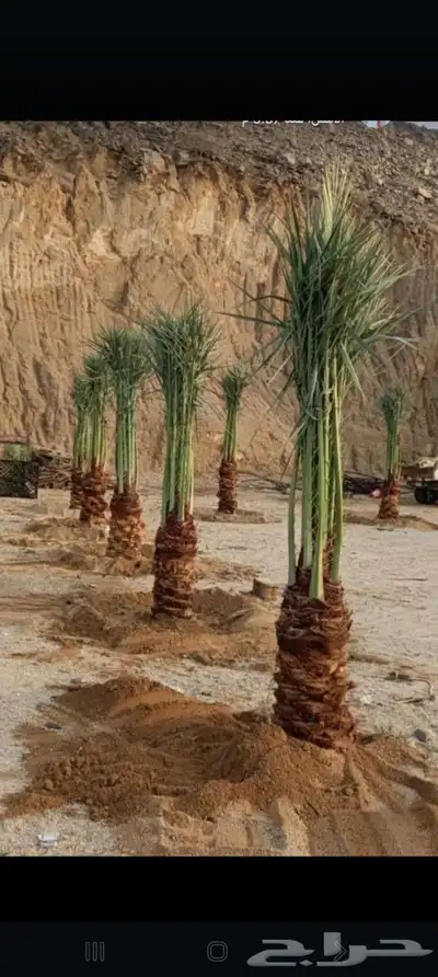 يوجد لدينا جميع انواع انخيل 3