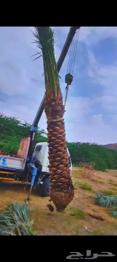 يوجد لدينا جميع انواع انخيل 4
