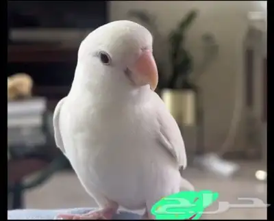 روز. مفقود مفقود روز البينو 0