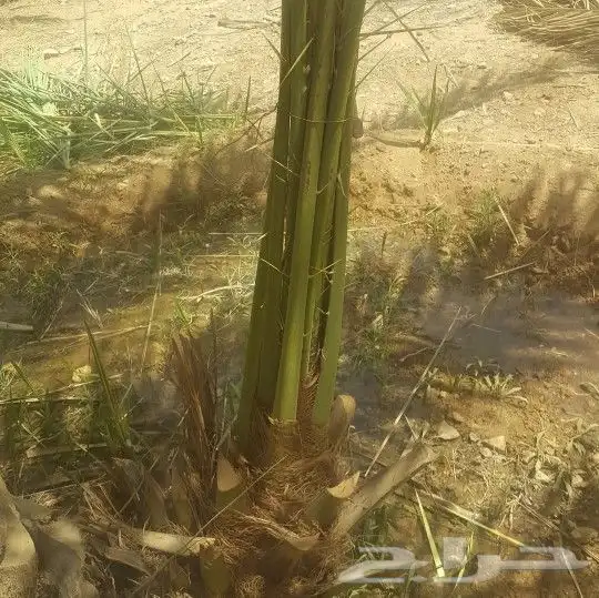 لجميع أعمال النخيل والواشنطني 0