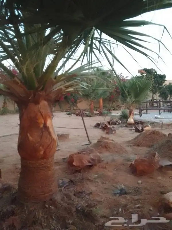 لجميع أعمال النخيل والواشنطني 1