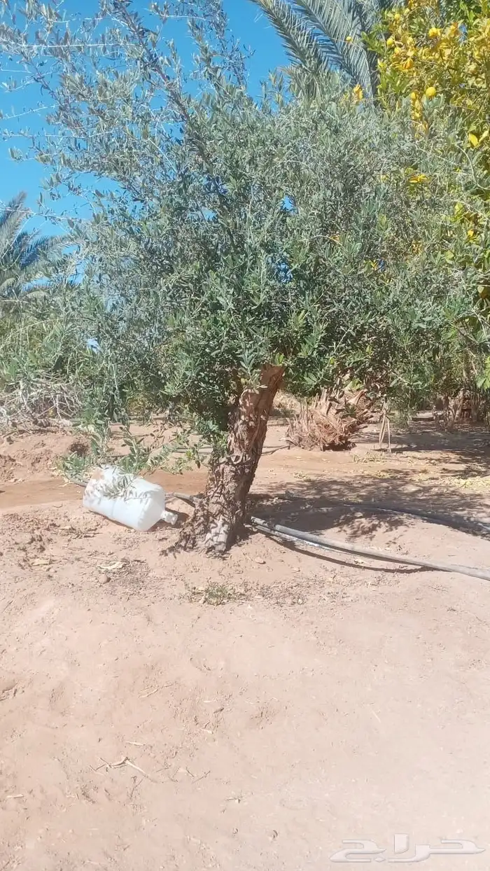 شجر زيتون   اشجار الزيتون 25