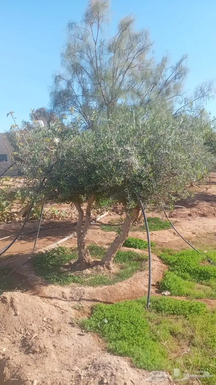 شجر زيتون   اشجار الزيتون 28