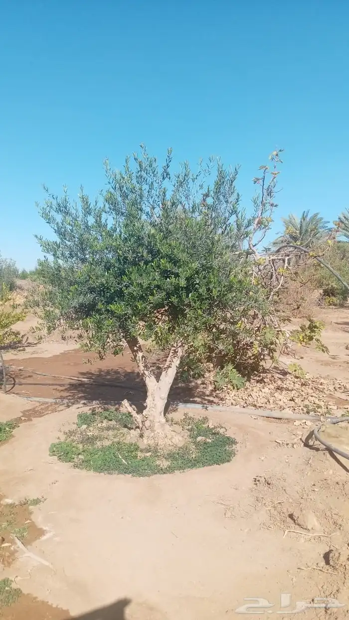 شجر زيتون   اشجار الزيتون 26