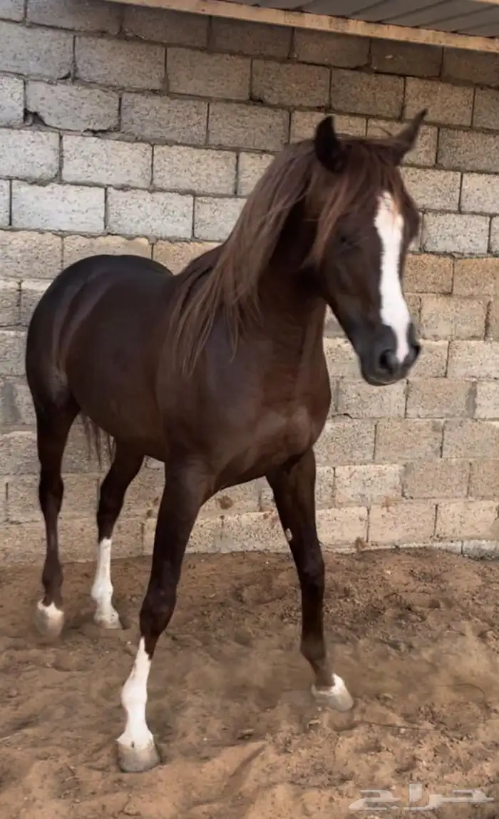للبيع حصان شيخ واهو ركوب طرب 0