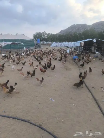 دجاج بلدي 4