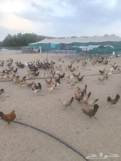 دجاج بلدي 0