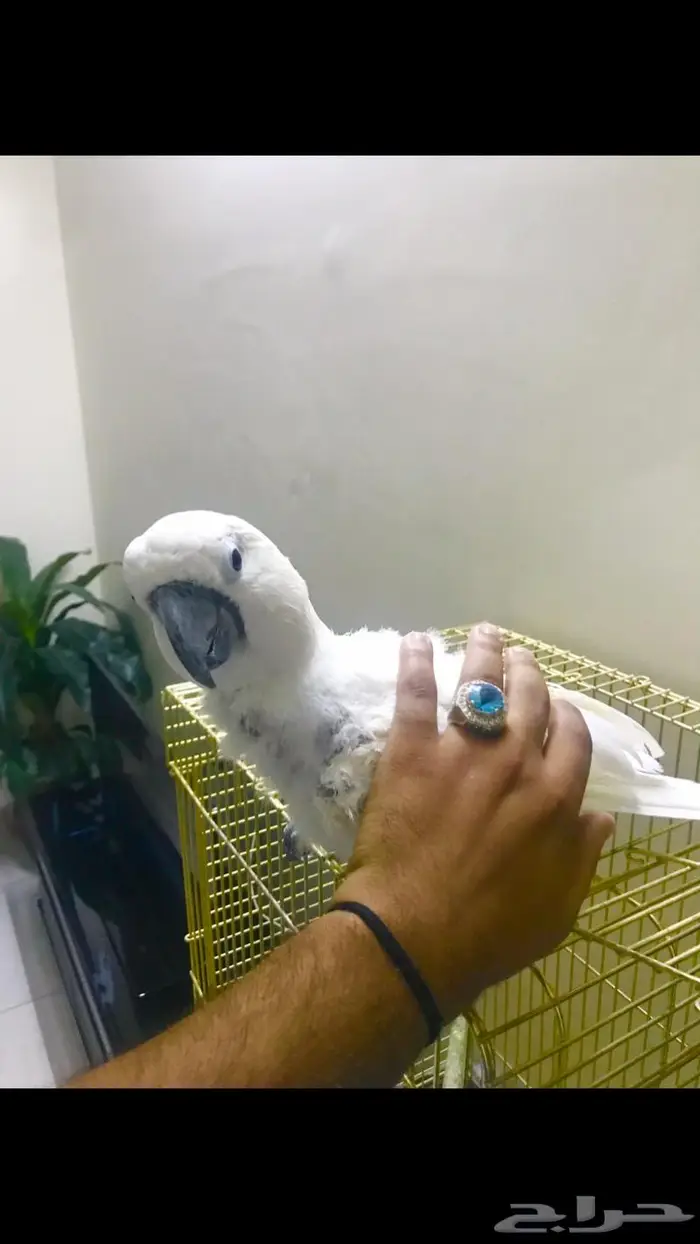 كوكاتو امبريلا(تم البيع) 5