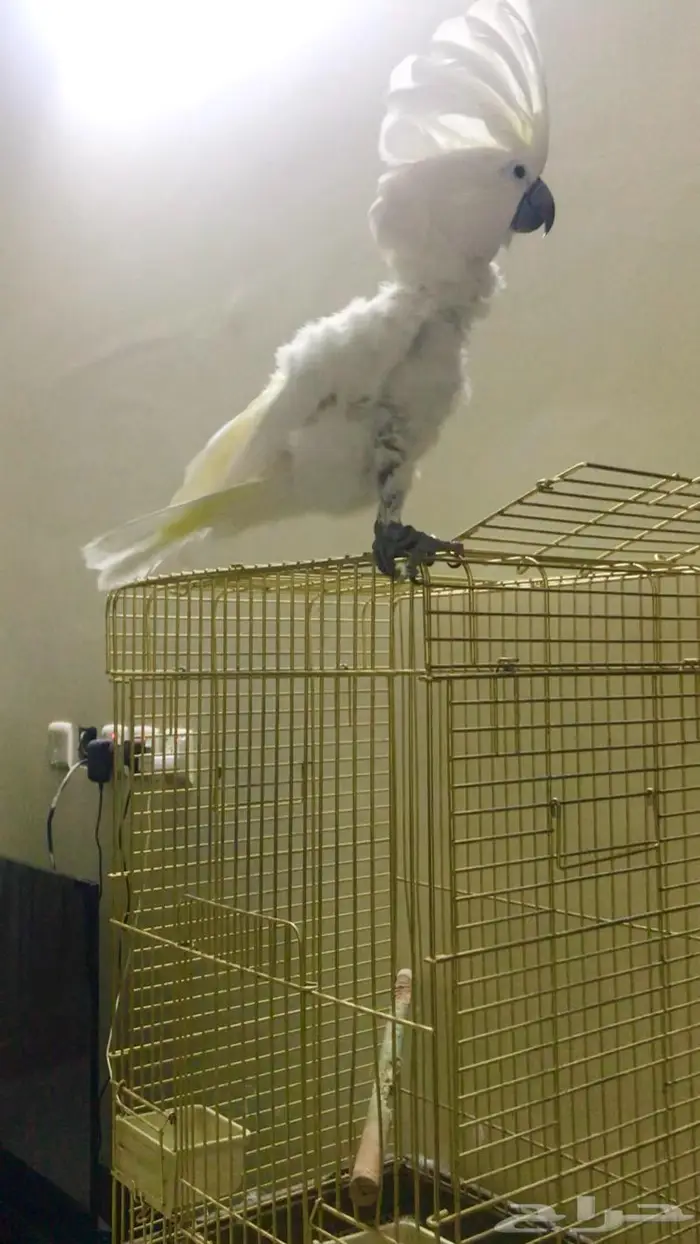 كوكاتو امبريلا(تم البيع) 0