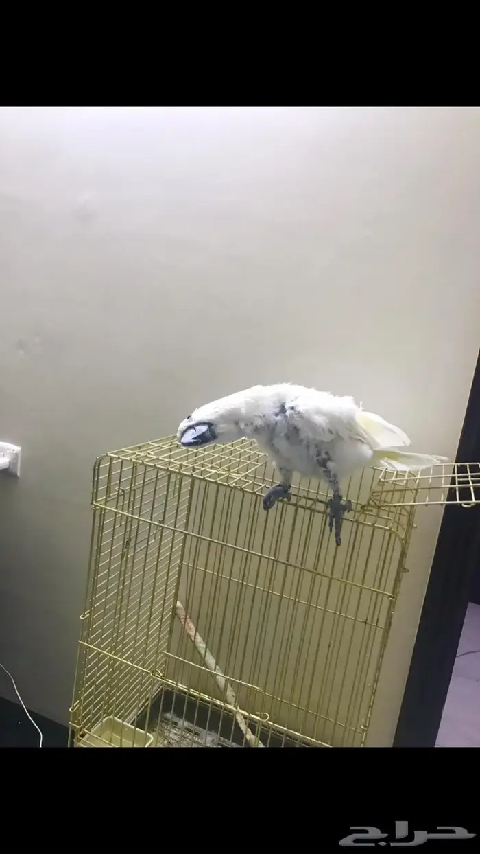 كوكاتو امبريلا(تم البيع) 2