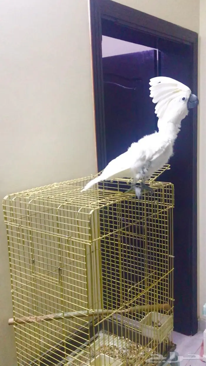 كوكاتو امبريلا(تم البيع) 3