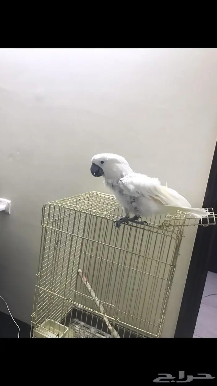 كوكاتو امبريلا(تم البيع) 4