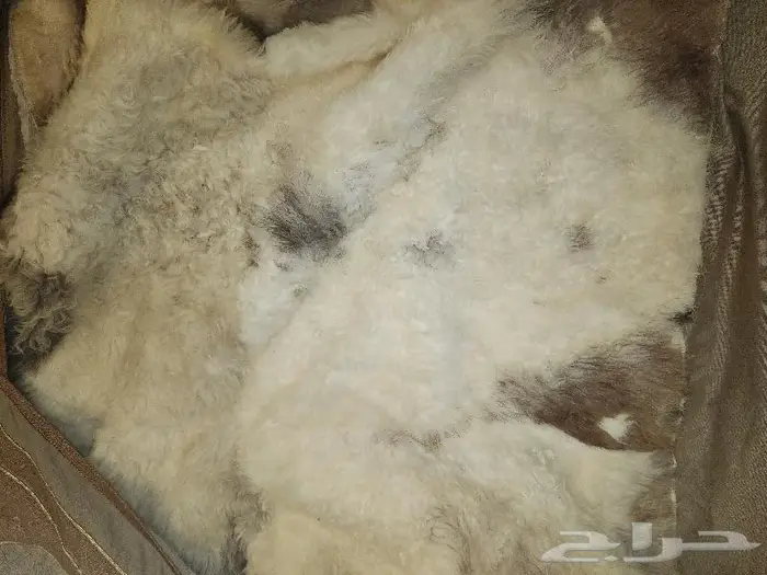 فروة طفيلي 4