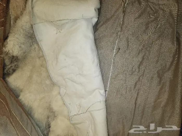 فروة طفيلي 0