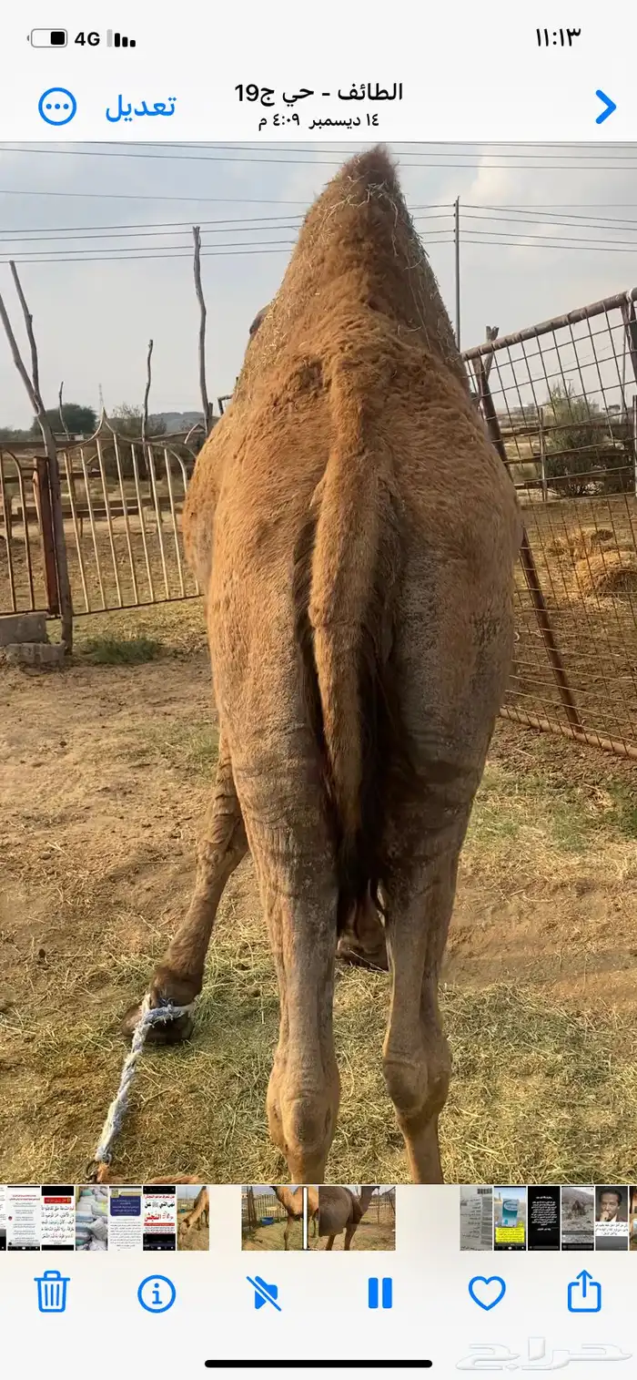 بعير اصفر فحل مشروط 0