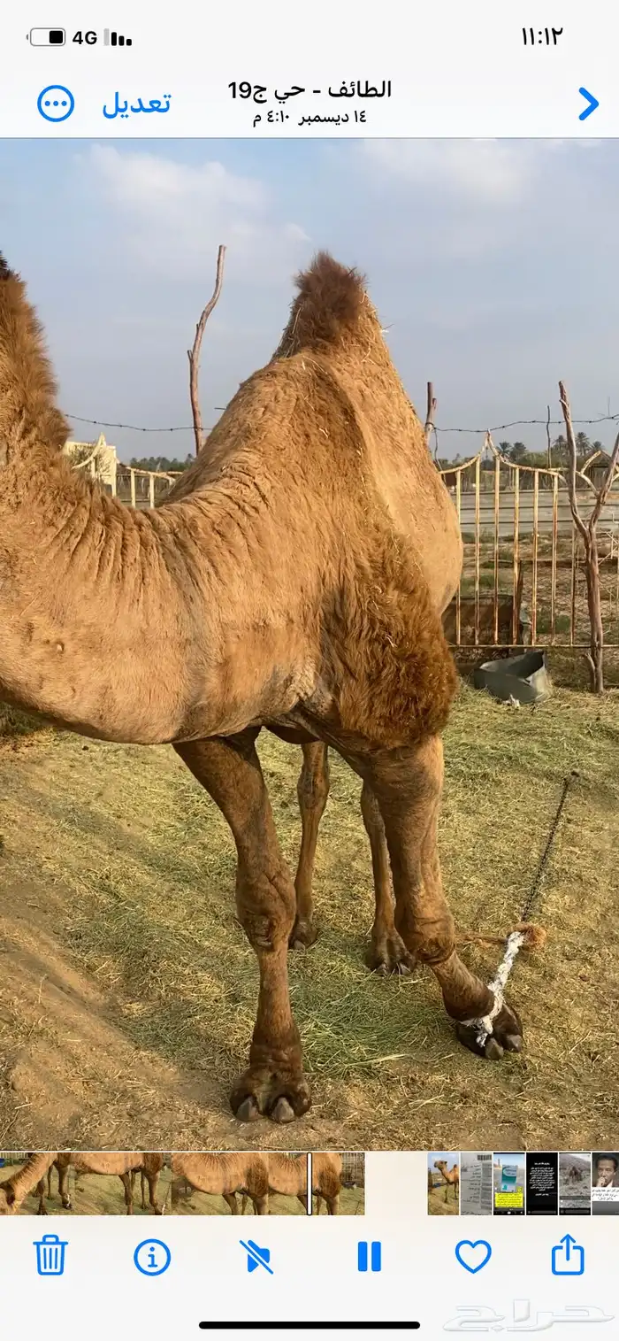 بعير اصفر فحل مشروط 3