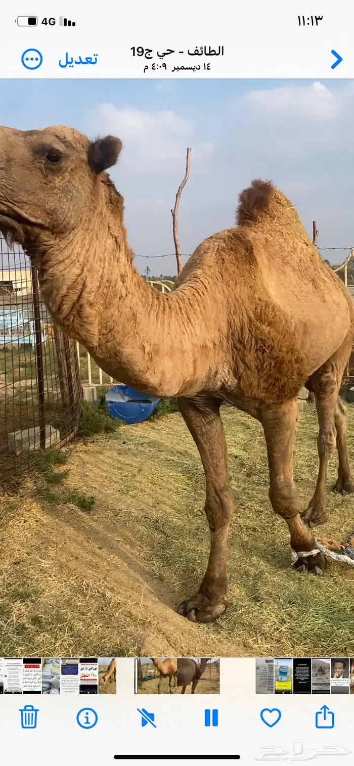 بعير اصفر فحل مشروط 2