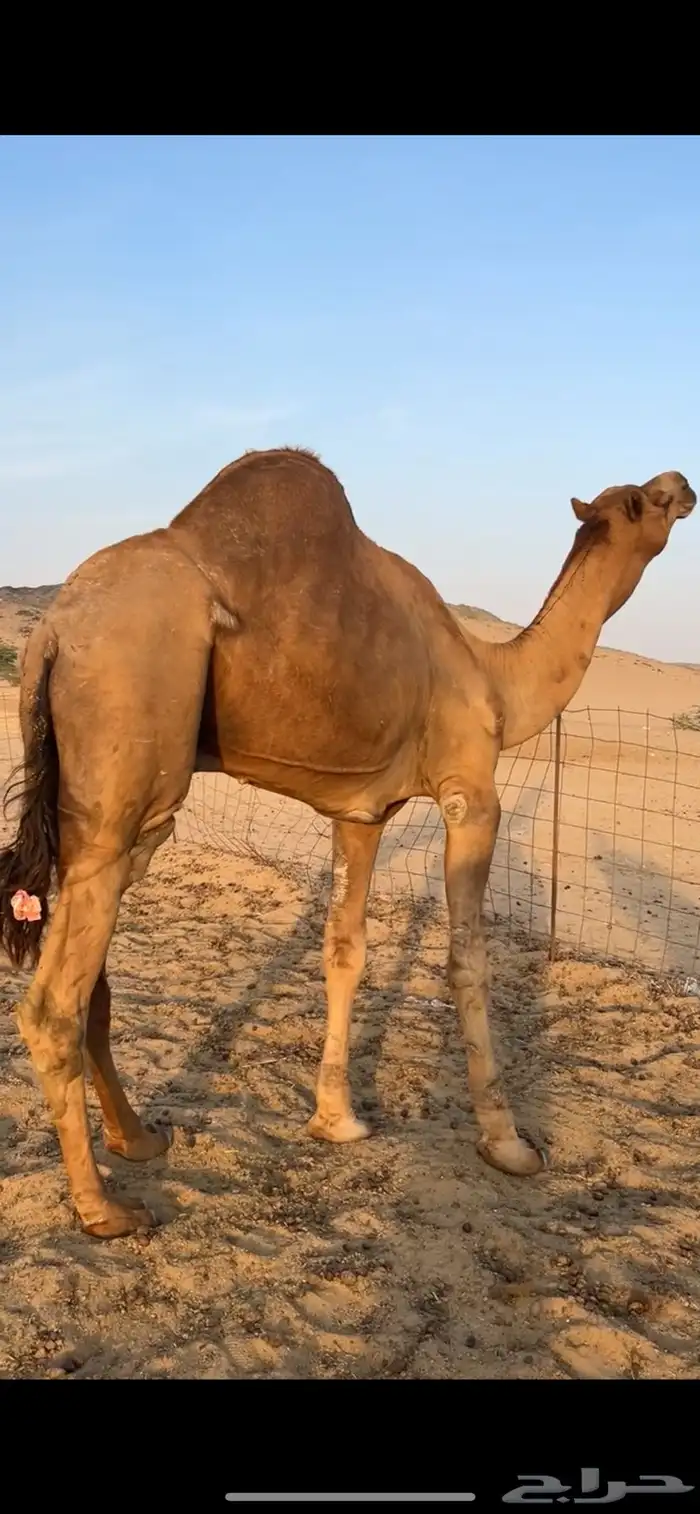 بعير جمل ساحلي 2