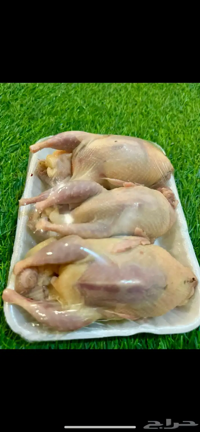 سمان فري مريعي سوبر جامبو وديكه ذبح وتربيه 0