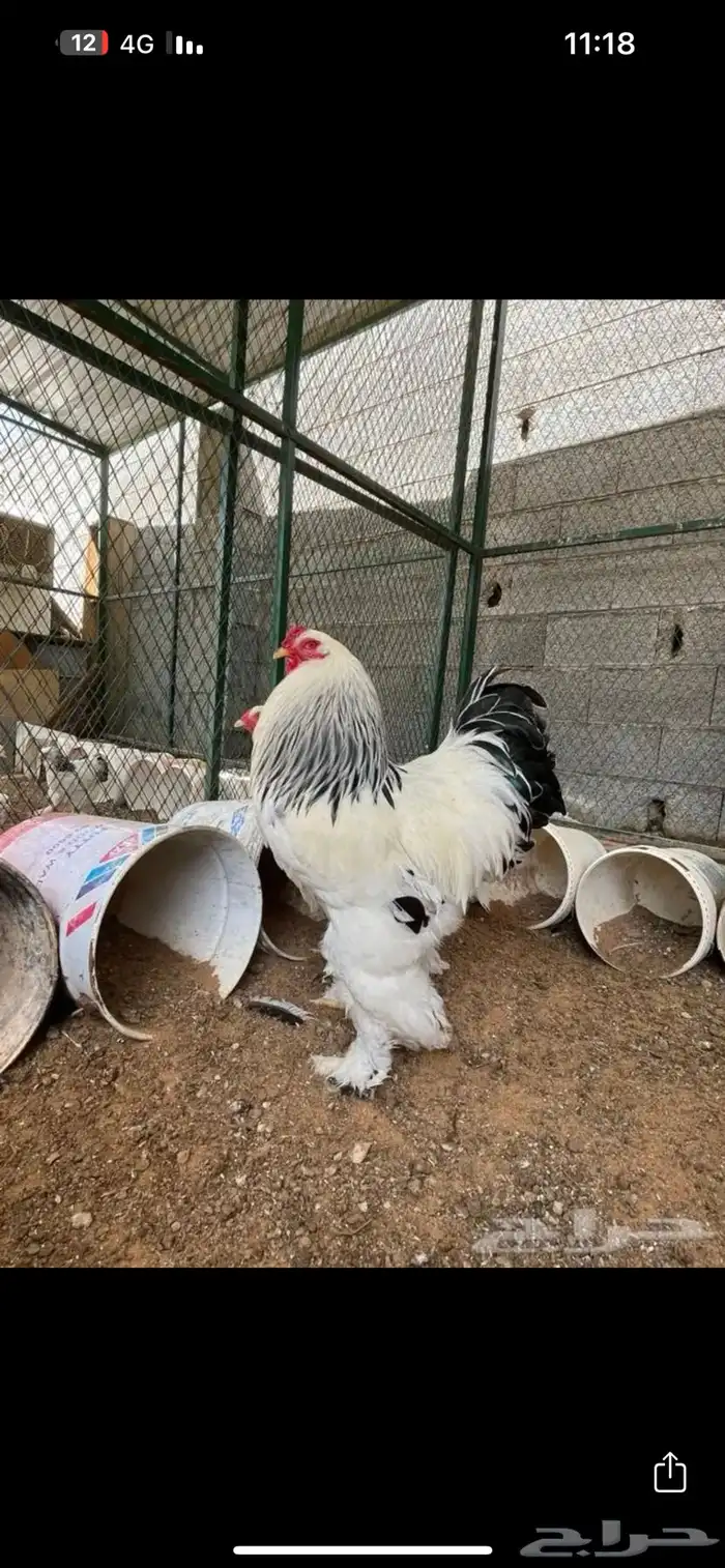 بيض براهما كولمبي (سلالة كونك).خوارج اصل 3