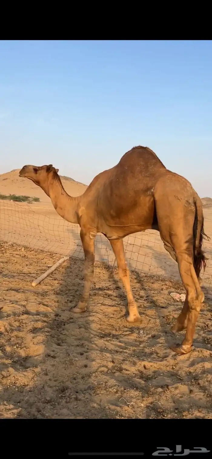 بعير جمل ساحلي 5