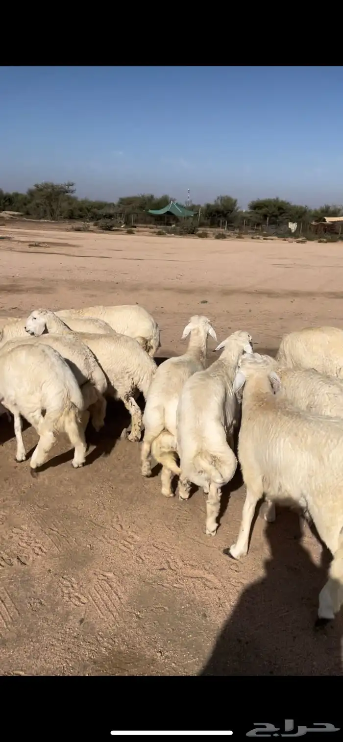 طليان حري مناسبات وتمائم 2
