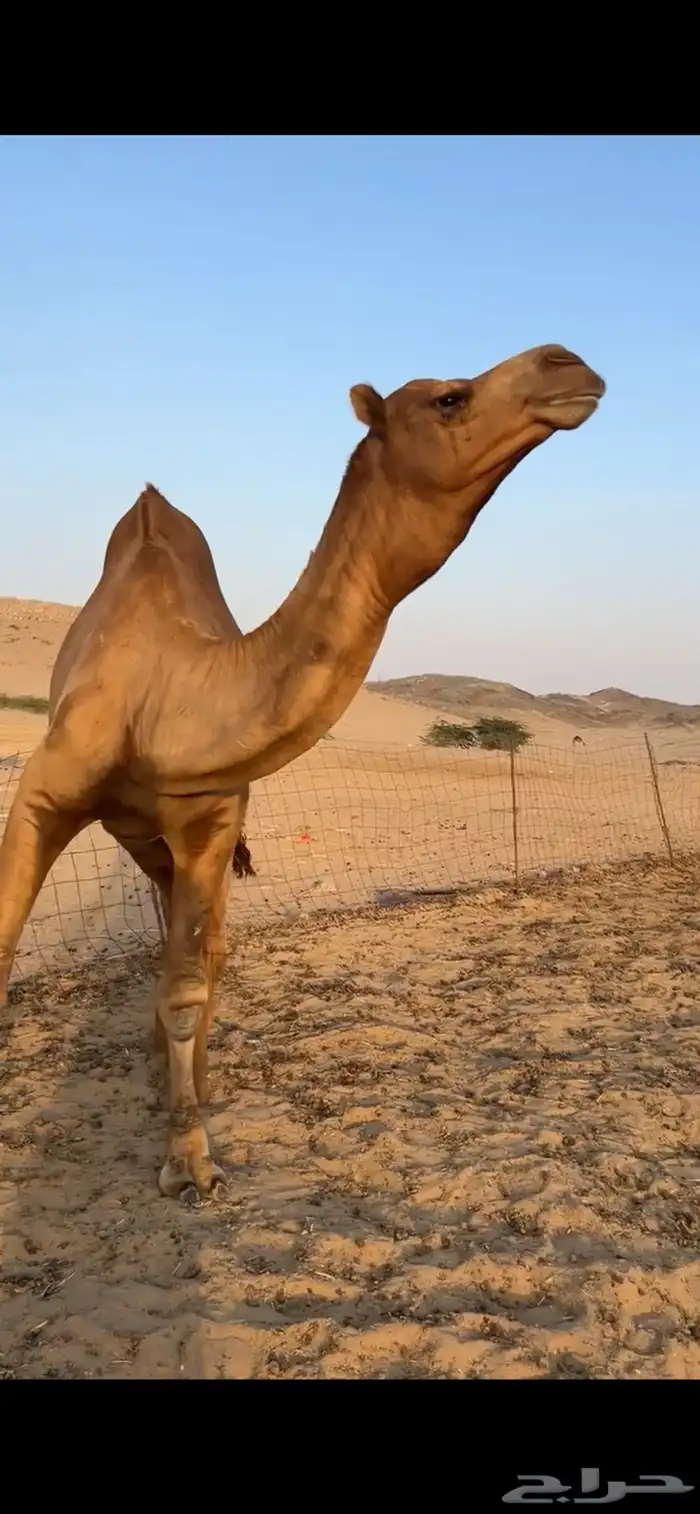 بعير جمل ساحلي 4