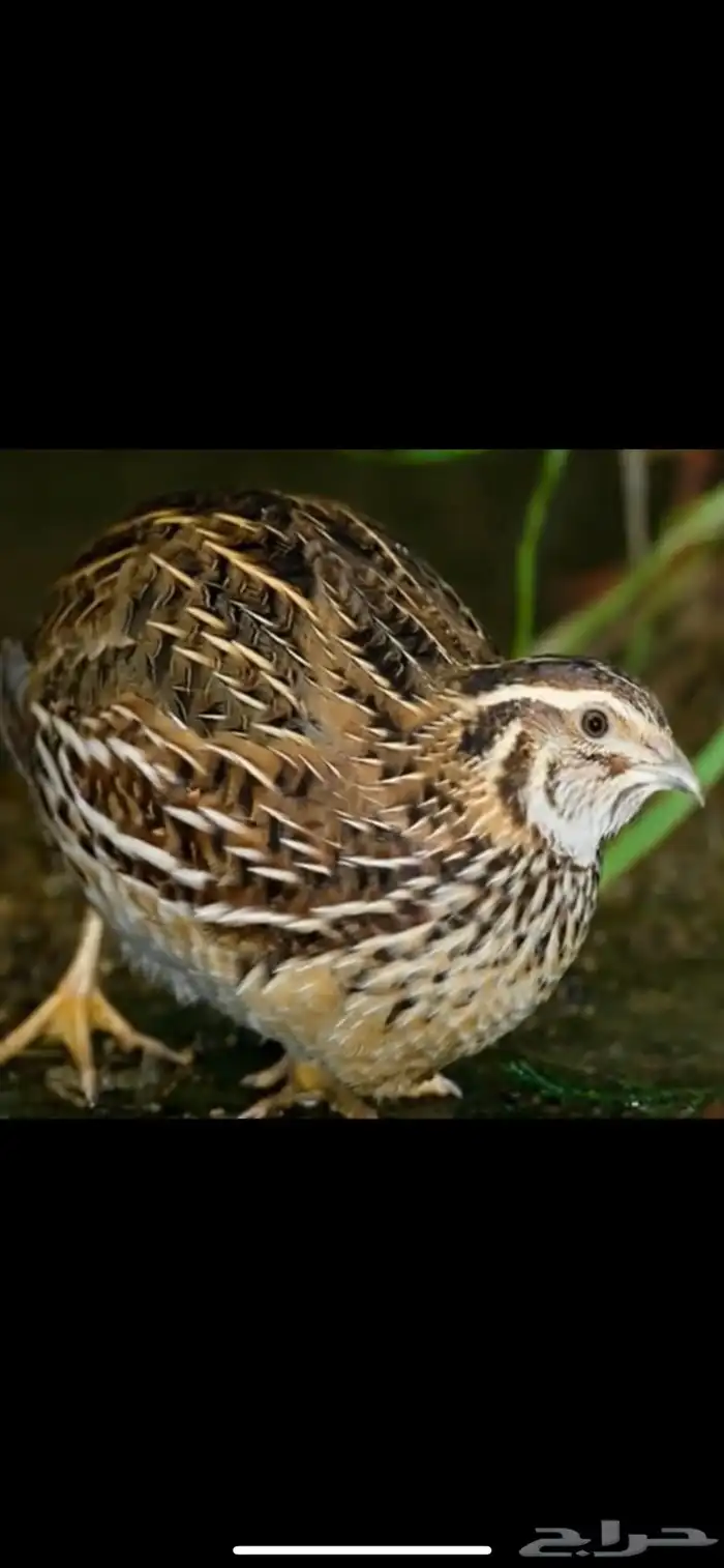 سمان فري مريعي سوبر جامبو وديكه ذبح وتربيه 1