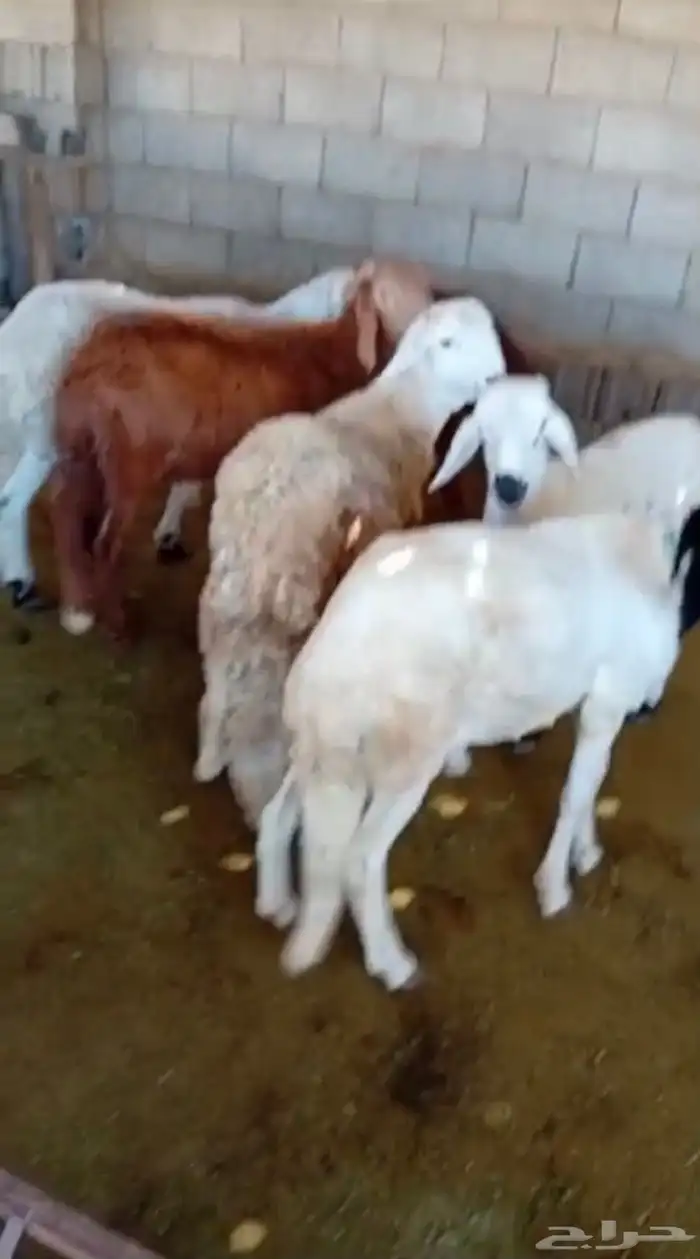 طليان سواكن جبره وطليان حريه بريه نظيفه جدا 5