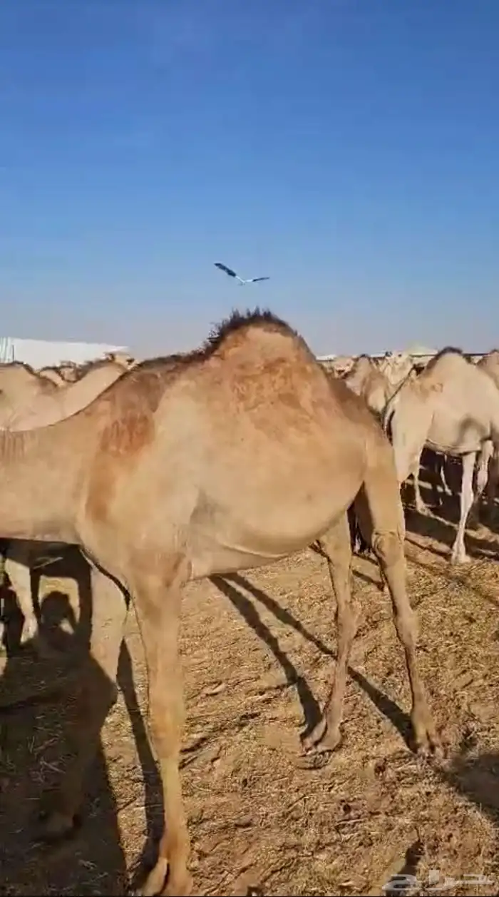 قعدان مرابي 2