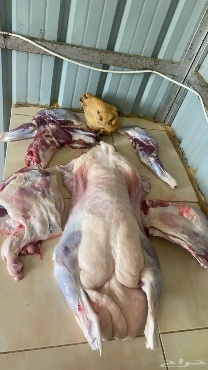 ذبايح مع خدمة الذبح والتوصيل 0