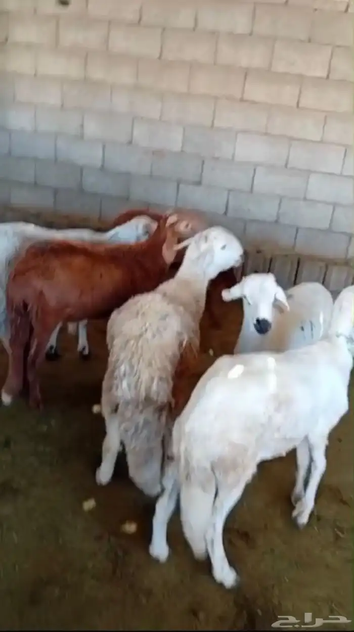 طليان سواكن جبره وطليان حريه بريه نظيفه جدا 6