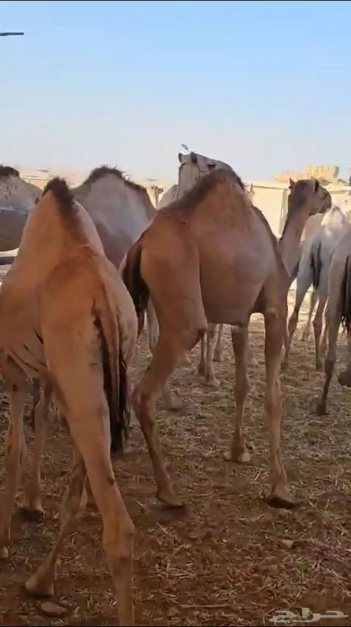 قعدان مرابي 3