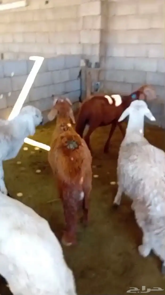 طليان سواكن جبره وطليان حريه بريه نظيفه جدا 7