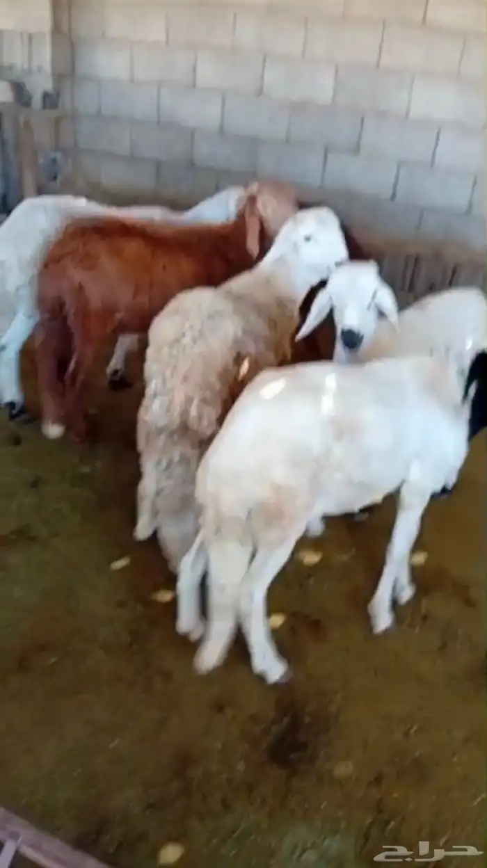 طليان سواكن جبره وطليان حريه بريه نظيفه جدا 8