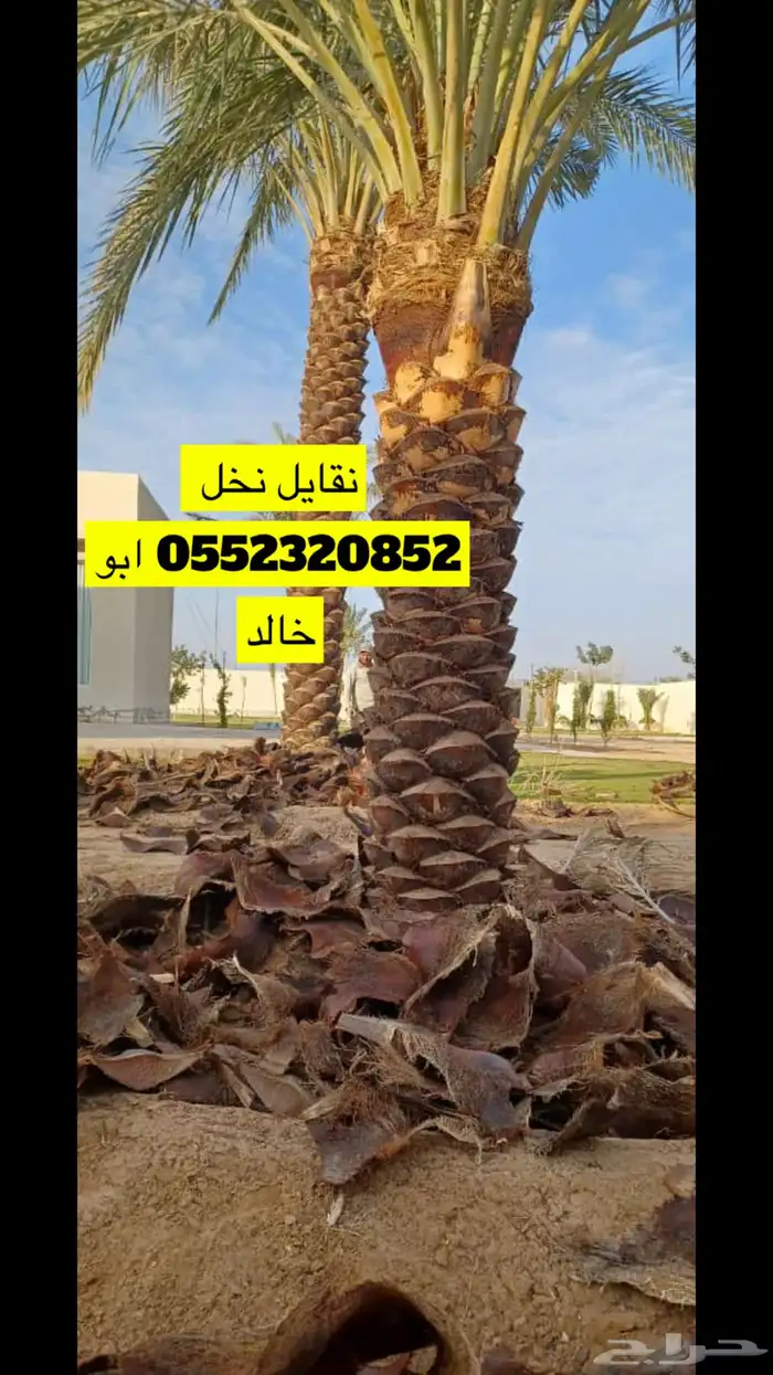 نقايل نخل نظيف جدا 0