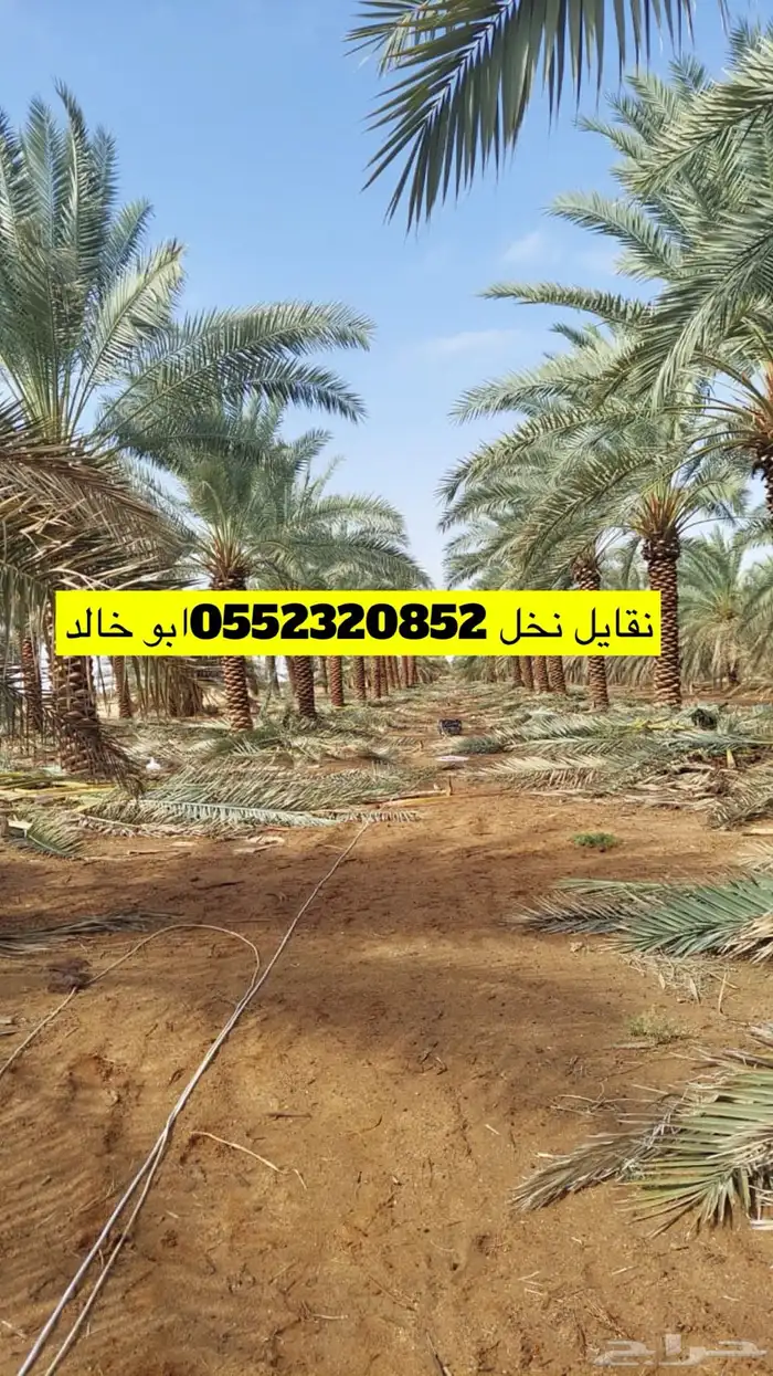 نقايل نخل نظيف جدا 1