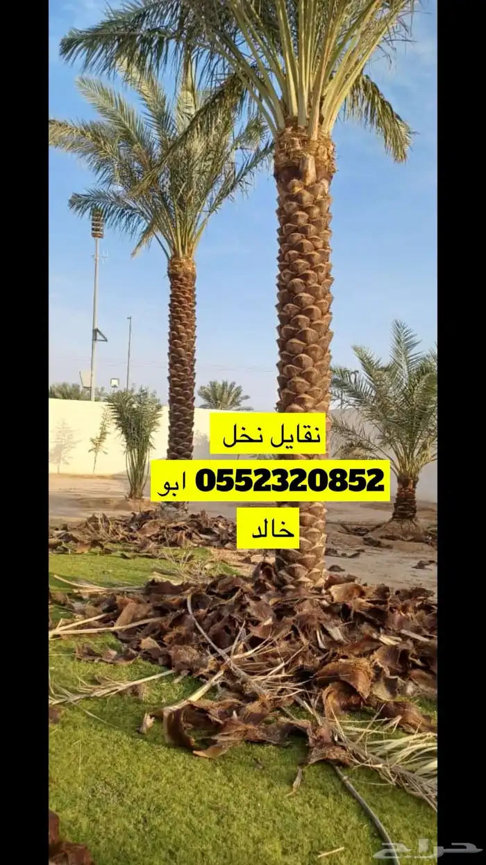 نقايل نخل نظيف جدا 2