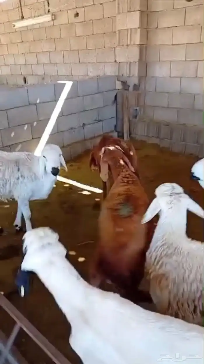 طليان سواكن جبره وطليان حريه بريه نظيفه جدا 9