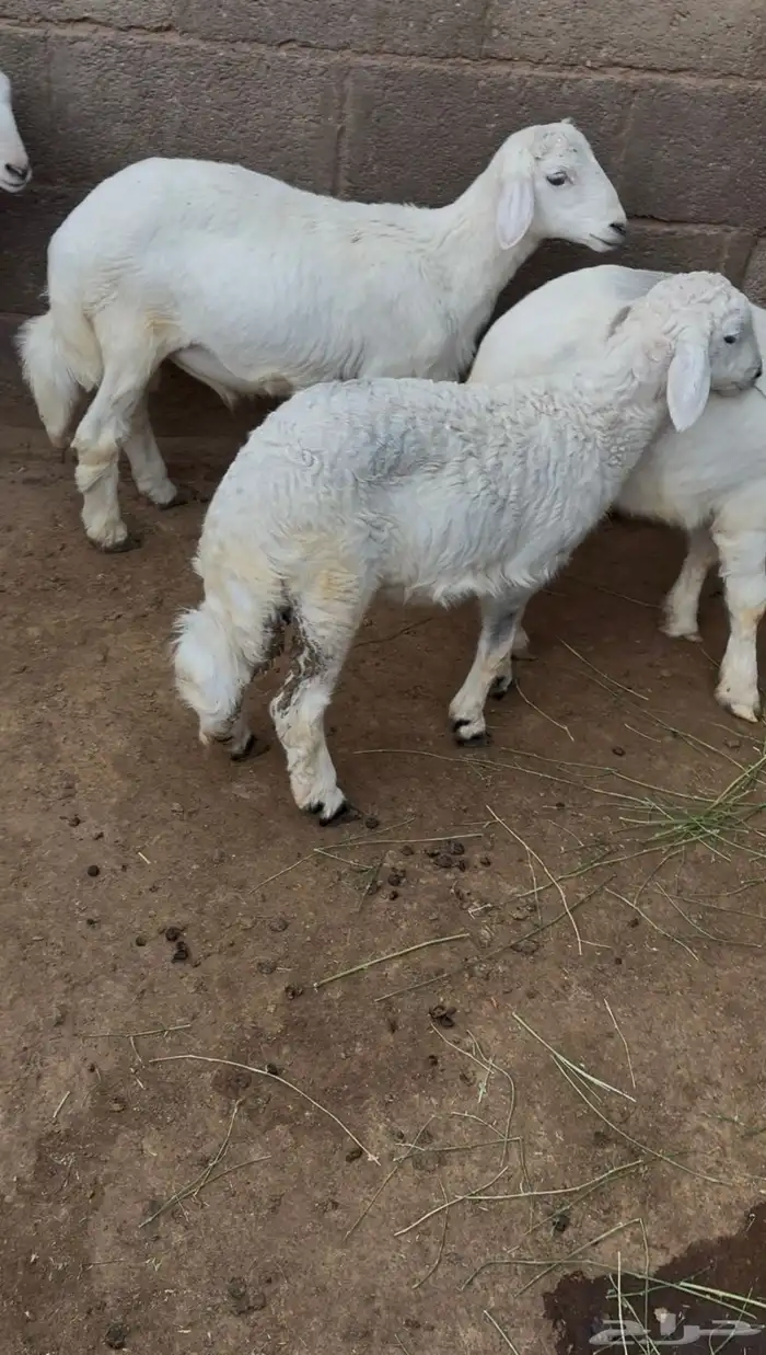 غنم 2