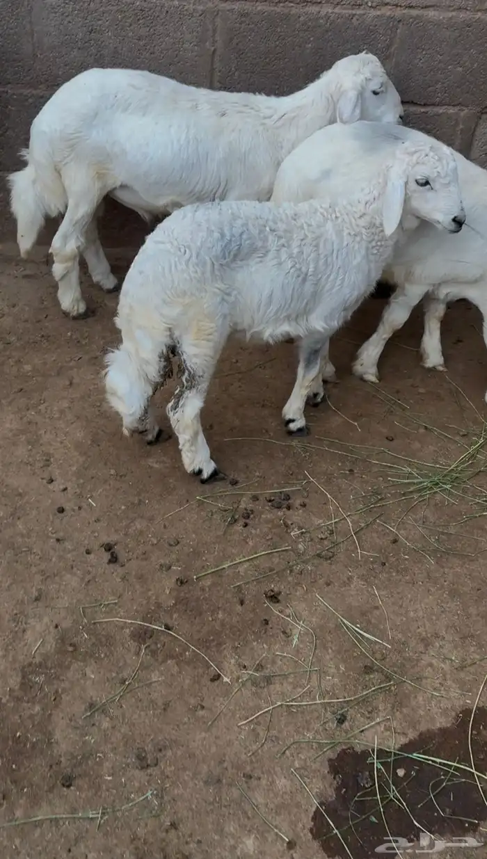غنم 3
