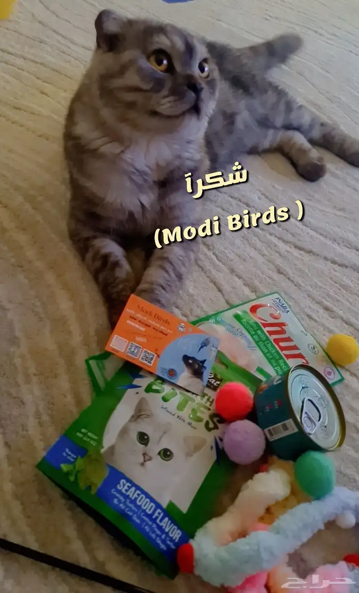 متجر مودي للحيوانات الاليفة 6