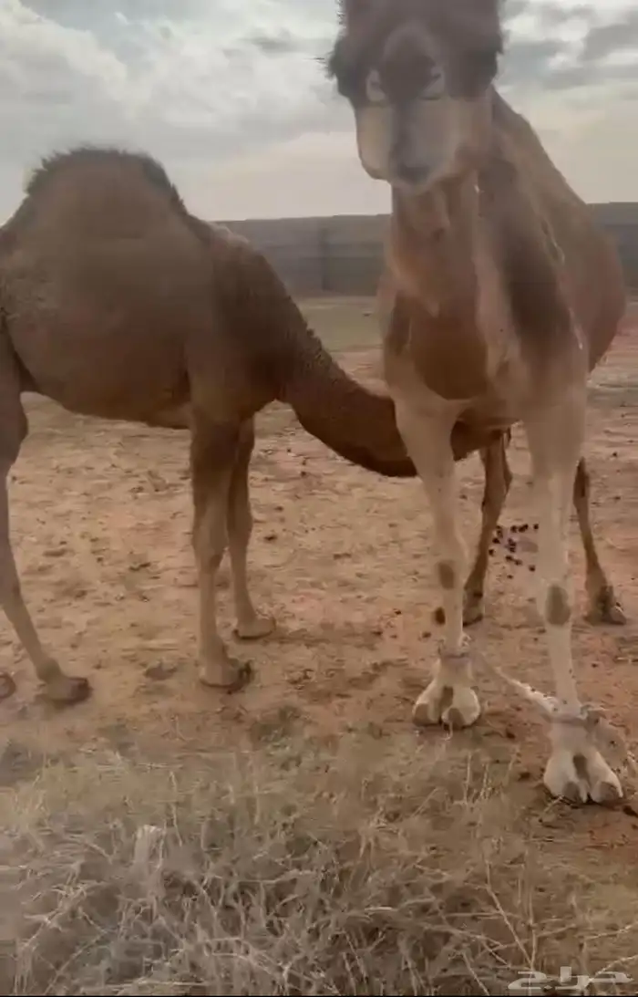 قعود مشاء الله كفو فل الفل للبيع 1